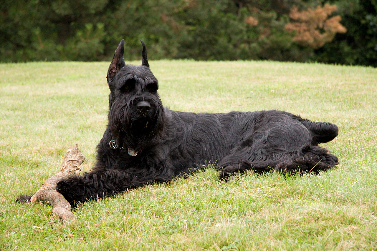 Giant Schnauzer with a log in a park